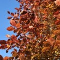 Fagus sylvatica 'Atropunicea' - 4