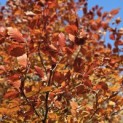 Fagus sylvatica 'Atropunicea' - 1