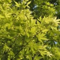 Acer palmatum - Foto 7