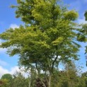 Acer palmatum - Foto 6