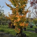 Parrotia persica 'Vanessa' - 5