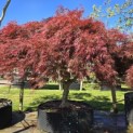 Acer palmatum 'Dragon Fire' - Foto 1