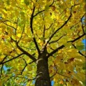 Liriodendron tulipifera - 2