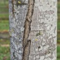 Liriodendron tulipifera - oude stamscheur die weer gesloten is.