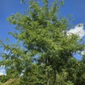 Gleditsia triacanthos ‘Inermis' - 3