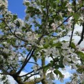 Malus 'Red Sentinel' - 4