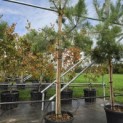 Pinus sylvestris - Foto 1