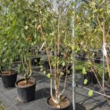 Betula utilis 'Doorenbos' - 2