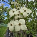 Cornus kousa - 3