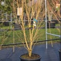Acer palmatum 'Bi-hoo' - 1