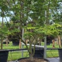 Acer palmatum 'Osakazuki' - Foto 3