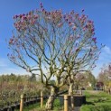 Magnolia 'Susan' - 1
