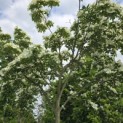 Cornus kousa 'Venus' - 5