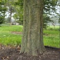 Carpinus Betulus - 8