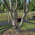 Parrotia persica - Foto 2