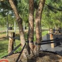 Pinus sylvestris - Foto 5