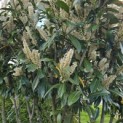Prunus laurocerasus 'Caucasica' - Foto 3