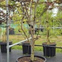 Acer palmatum 'Red Emperor' - Foto 5