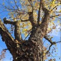 Betula nigra - 1