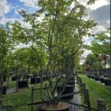 Parrotia persica - Foto 1
