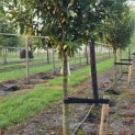 Prunus laur. Caucasica - 5