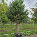 Pinus sylvestris - Foto 4
