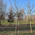 Malus domestica 'Lombarts' - 2
