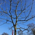 Malus domestica 'Lombarts' - 1
