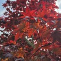 Acer palmatum 'Bloodgood' - 2