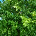 Liquidambar styraciflua - amberboom kroon
