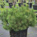 Pinus nigra 'Nana' - Foto 2