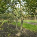 Carpinus betulus - 4