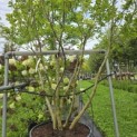 Magnolia 'Susan' - 1
