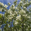 Cornus kousa 'Milky Way' - Foto 3