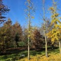 Ginkgo biloba - NOVEMBER 2024