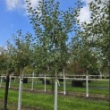 Malus domestica 'Schone van Boskoop' - Foto 3
