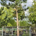 Pinus nigra 'Nigra' - Foto 1