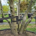 Carpinus betulus - Foto 3