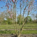 Magnolia 'Susan' - 1