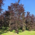 Fagus sylvatica 'Atropunicea' - Foto 3