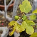 Ficus carica 'Brown Turkey' -