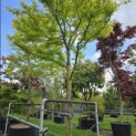 Gleditsia triacanthos 'Sunburst' - Foto 2