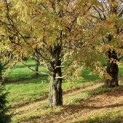 Metasequoia glyptostroboides - Foto 1