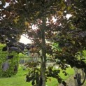 Fagus sylvatica 'Atropunicea' - 5