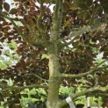 Fagus sylvatica 'Atropunicea' - 4