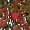 Prunus 'Sunset Boulevard' - 2
