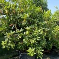 Rhododendron Roseum Elegans - 2
