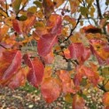 Pyus calleryana 'Chanticleer' - 2