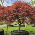 Acer palmatum 'Dragon Fire' - Foto 1
