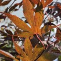 Acer palmatum 'Bloodgood' - 2